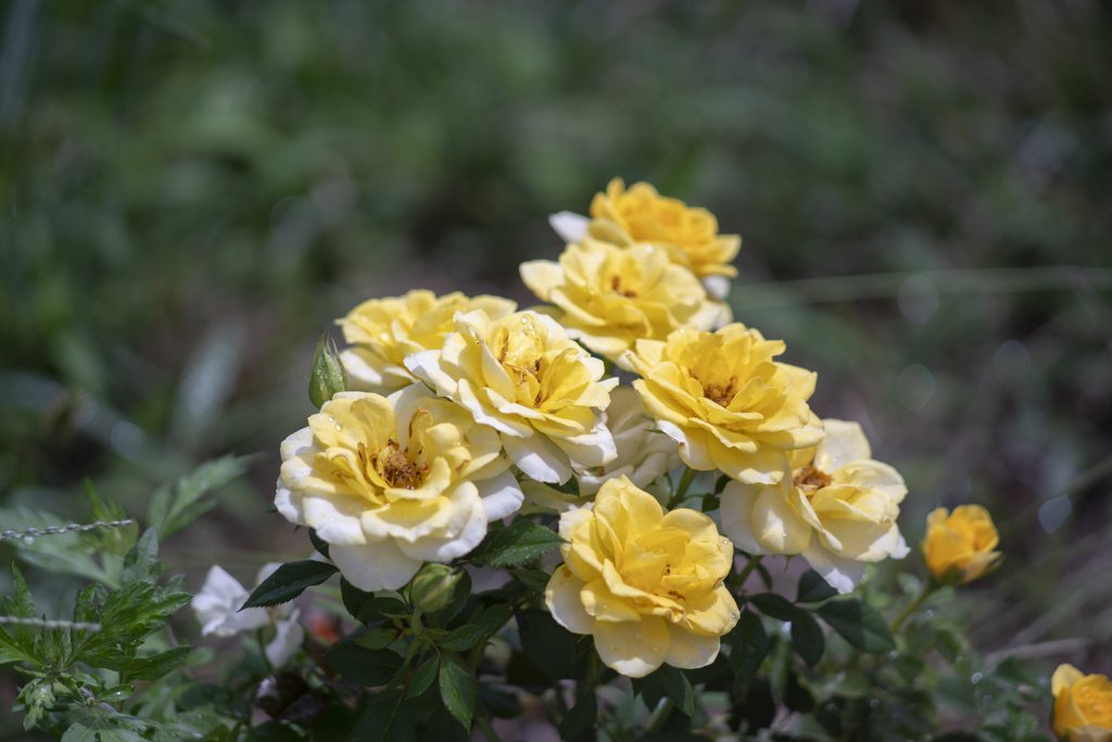 薔薇の成長