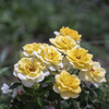 薔薇の成長
