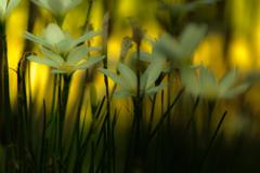 ささやくように咲く花の