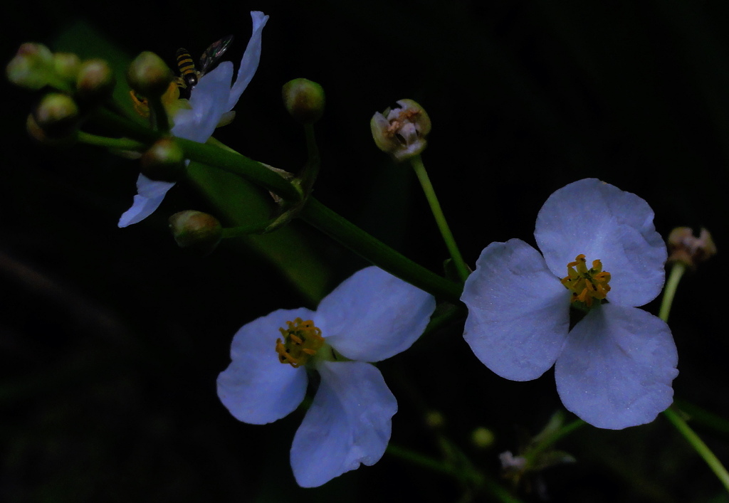 咲いていた花