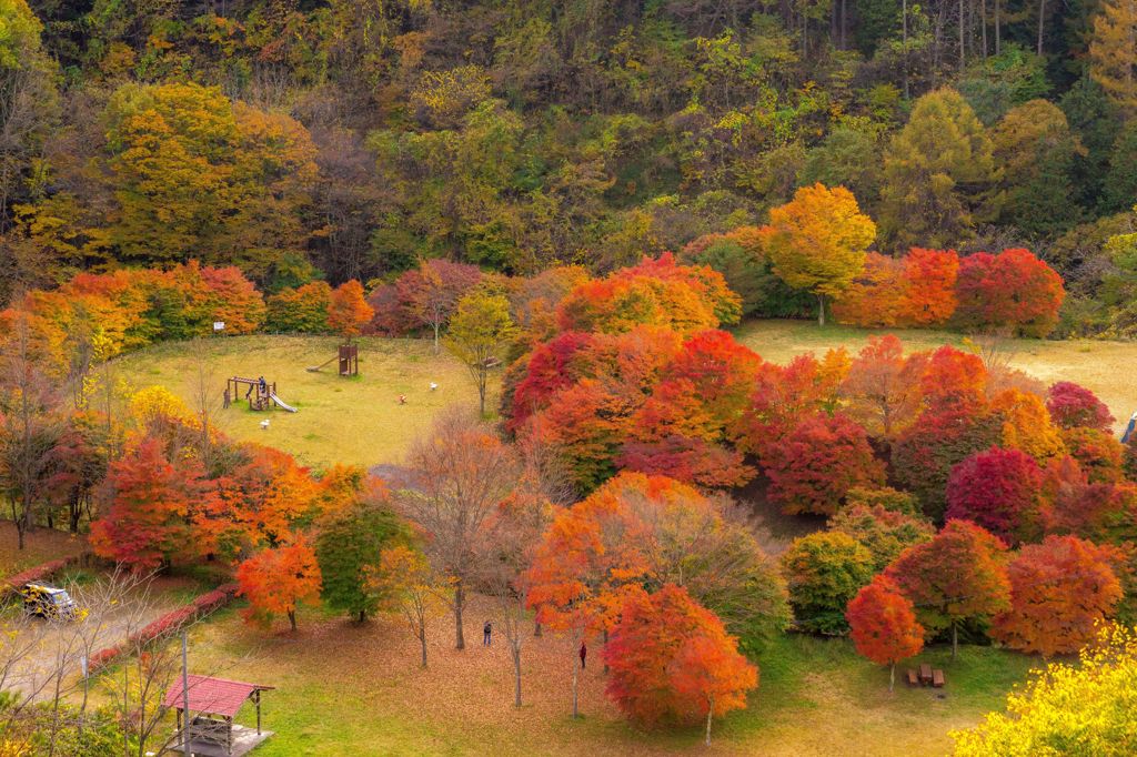 紅葉の公園を高所から撮ってみる