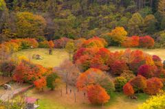紅葉の公園を高所から撮ってみる