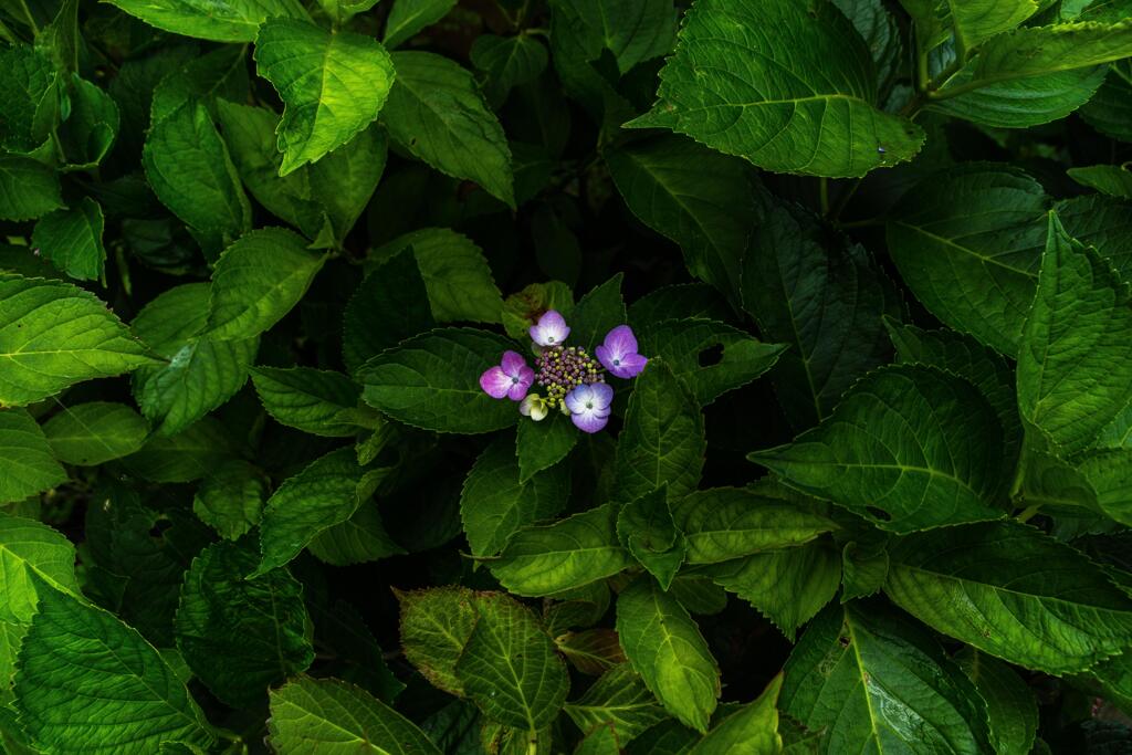 華と葉