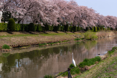 白鷺と桜