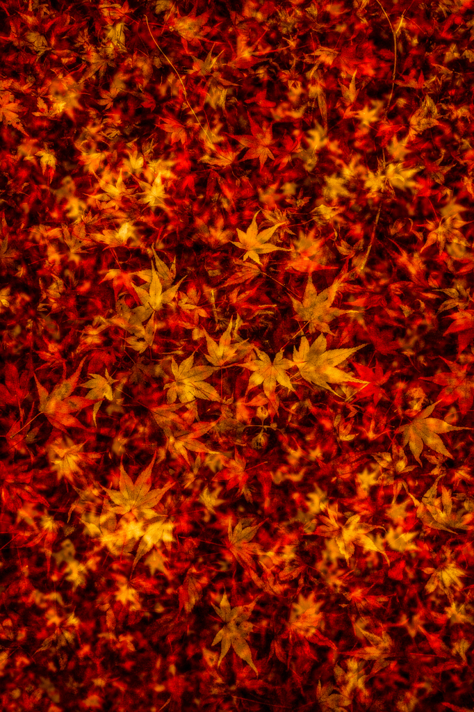 紅を敷きつめる