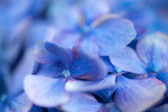 紫陽花マクロ