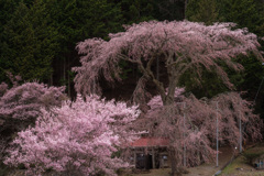 大きな枝垂桜