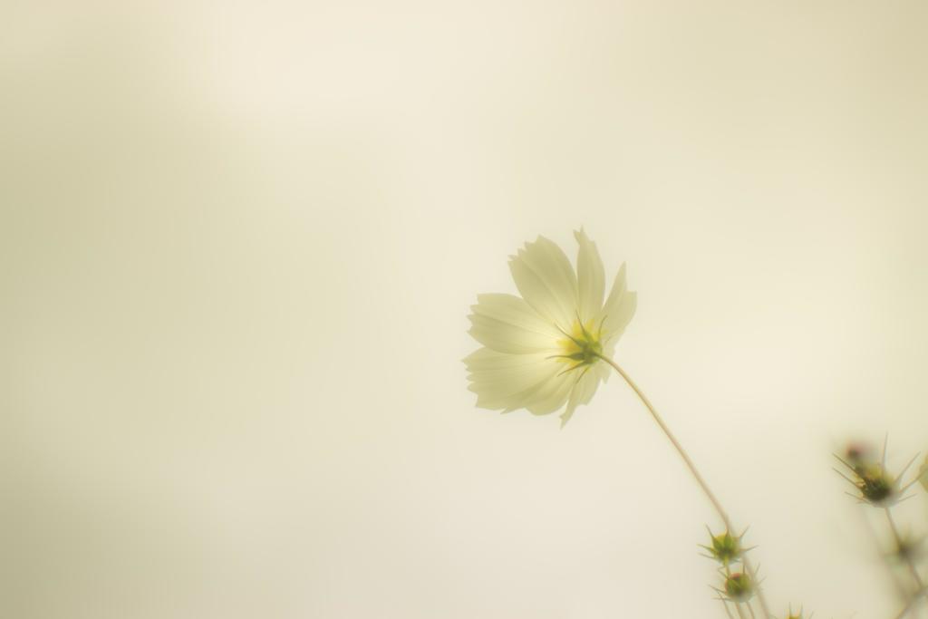 白いコスモス