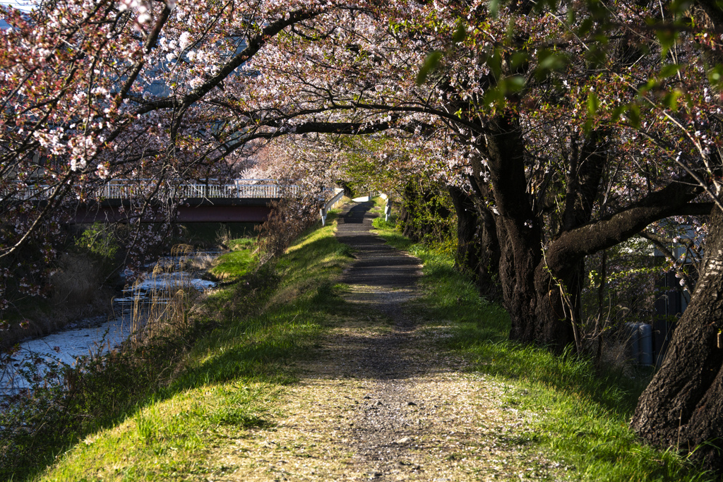 桜の道