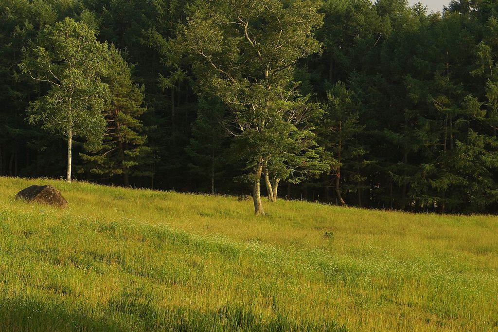 午後の草原