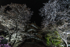 高島城と桜