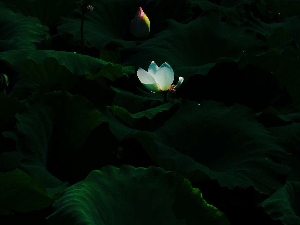 蓮の花 