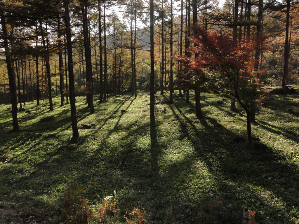 むこうの紅葉