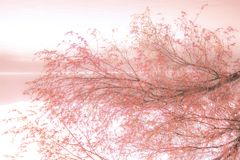 桜咲き始め