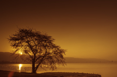 湖岸の木