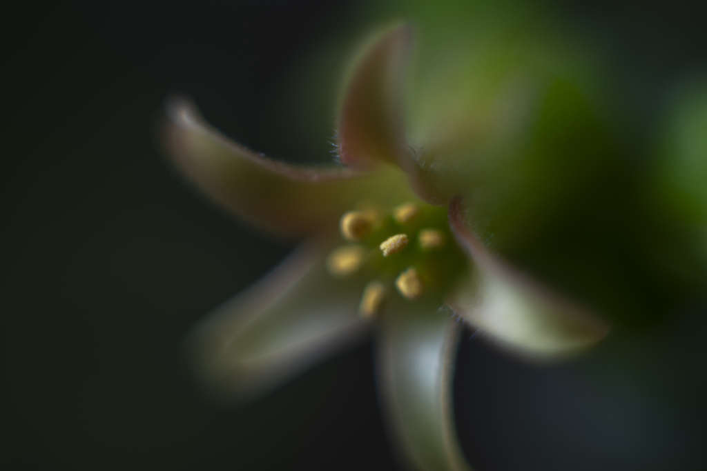 室内の植物