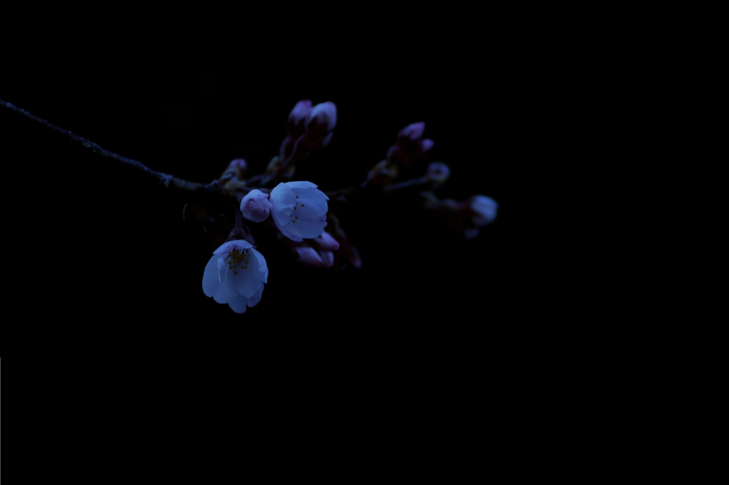 咲き始め