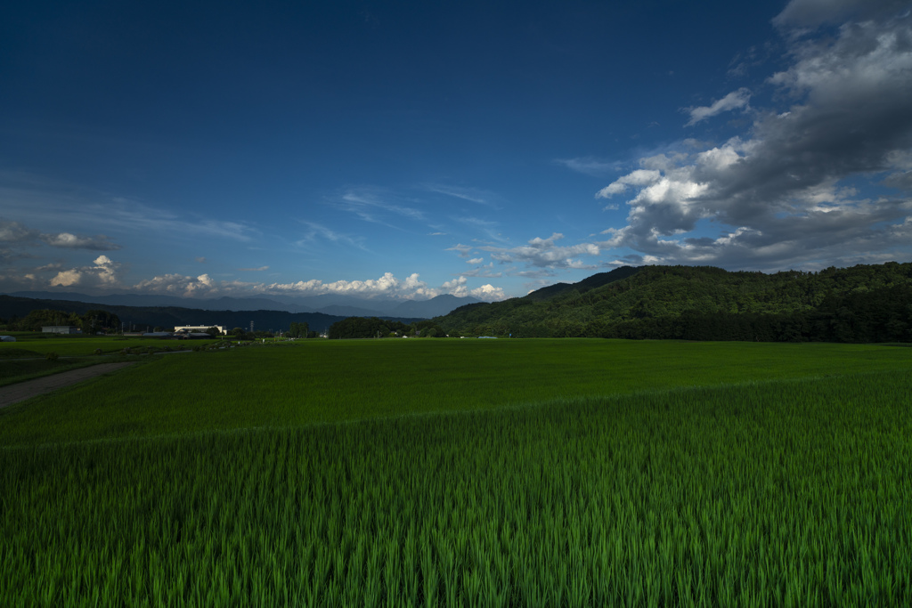 緑と青