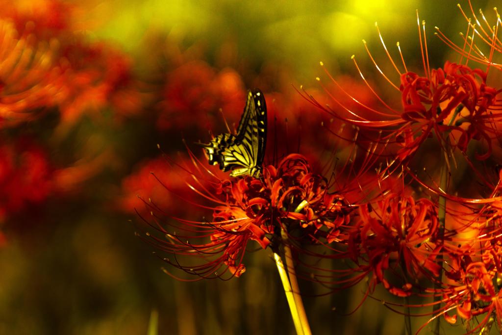 アゲハとヒガン