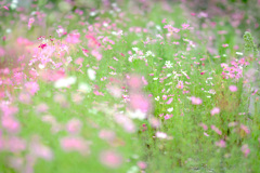 秋桜の群生