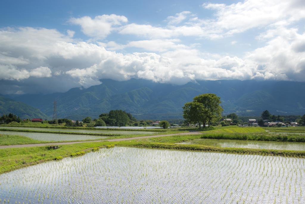田んぼと山