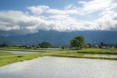 田んぼと山