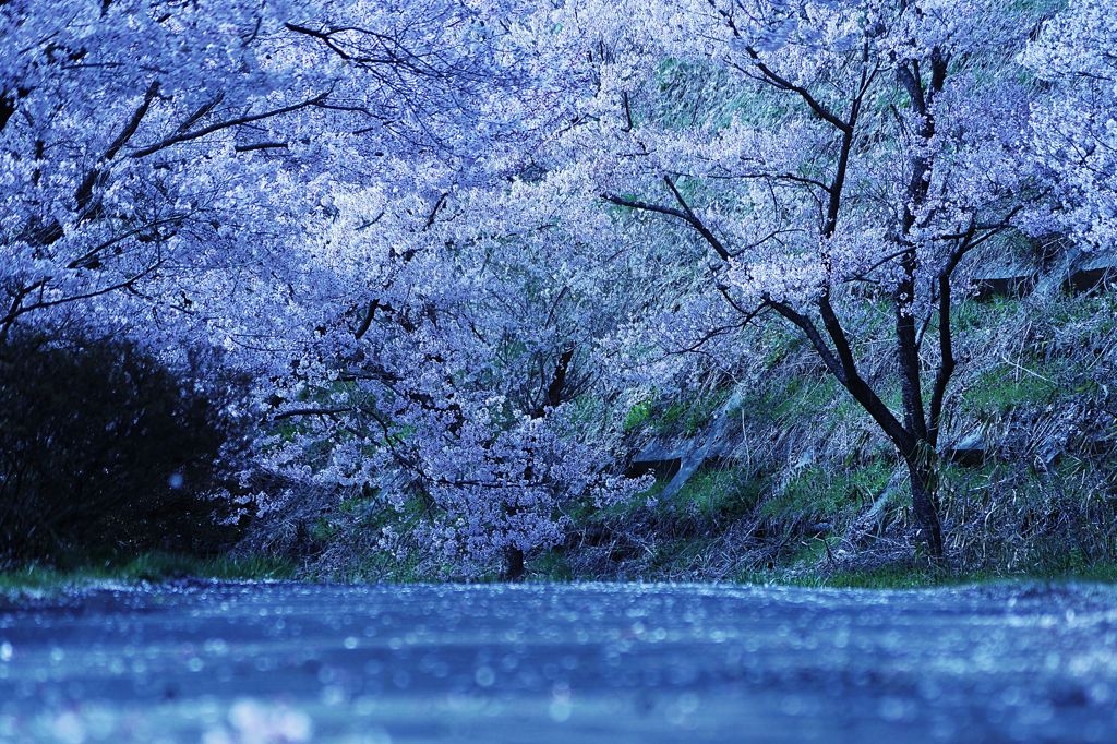 桜1