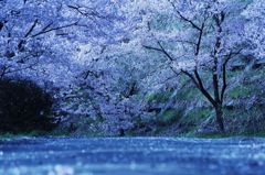 桜1