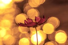 静かに燃えるように