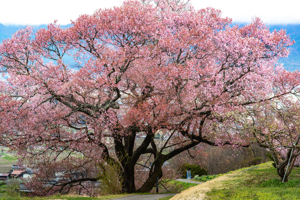 上ノ平城跡の一本桜