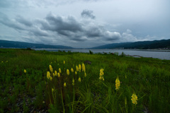黄色い花と諏訪湖