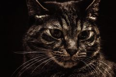 猫の顔