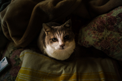 老猫よ頭を上げろ