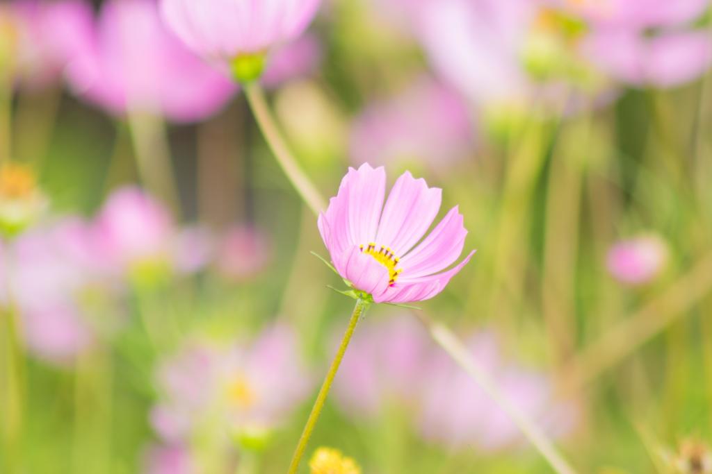 コスモス
