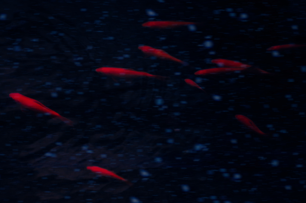 金魚