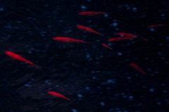 金魚