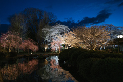庭園の桜