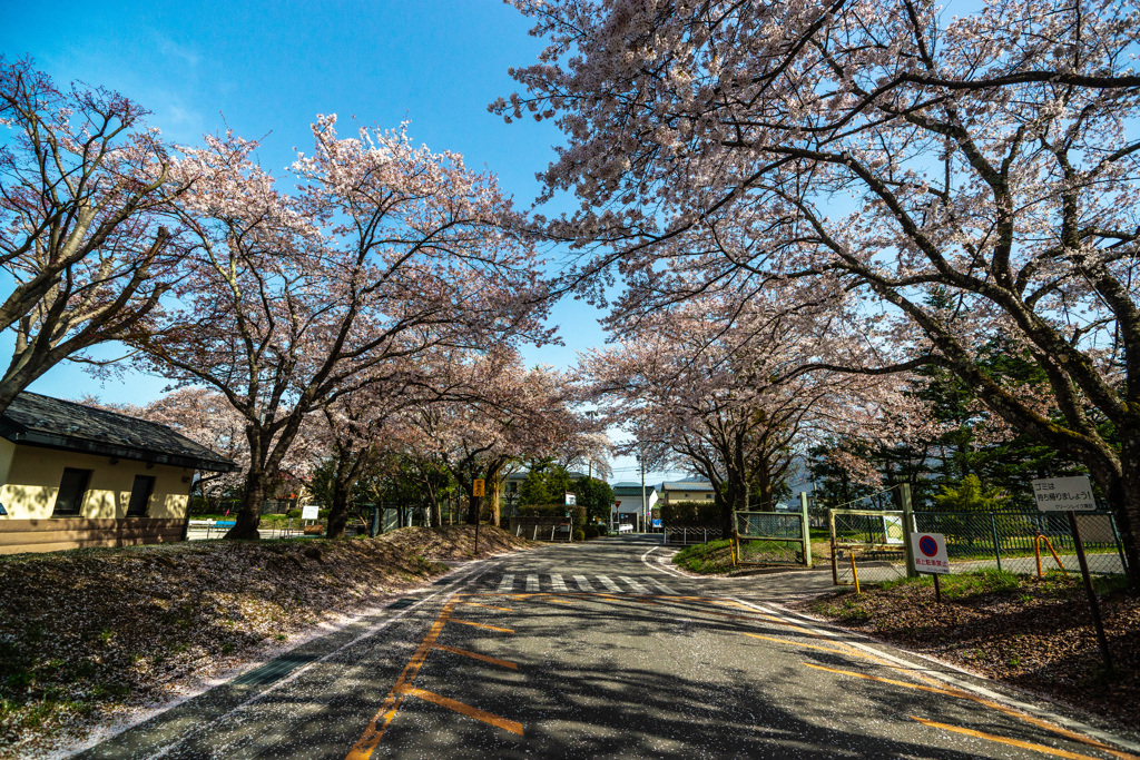 桜