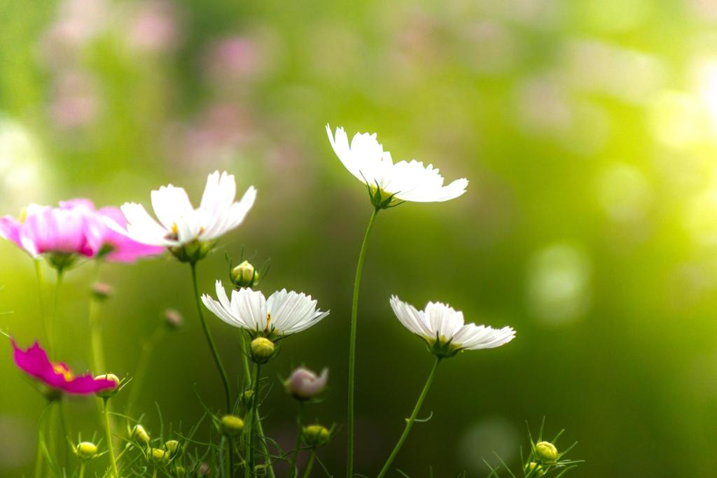 ひかりとコスモス