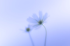 秋桜