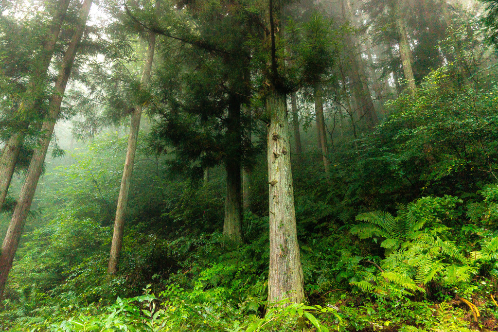雨の日の森