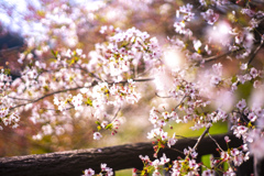 散り際の桜