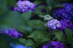 雨粒と紫陽花