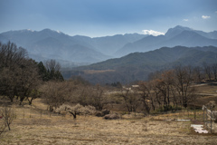 春野