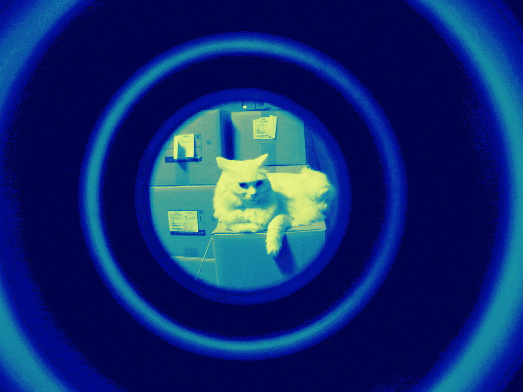 白い猫