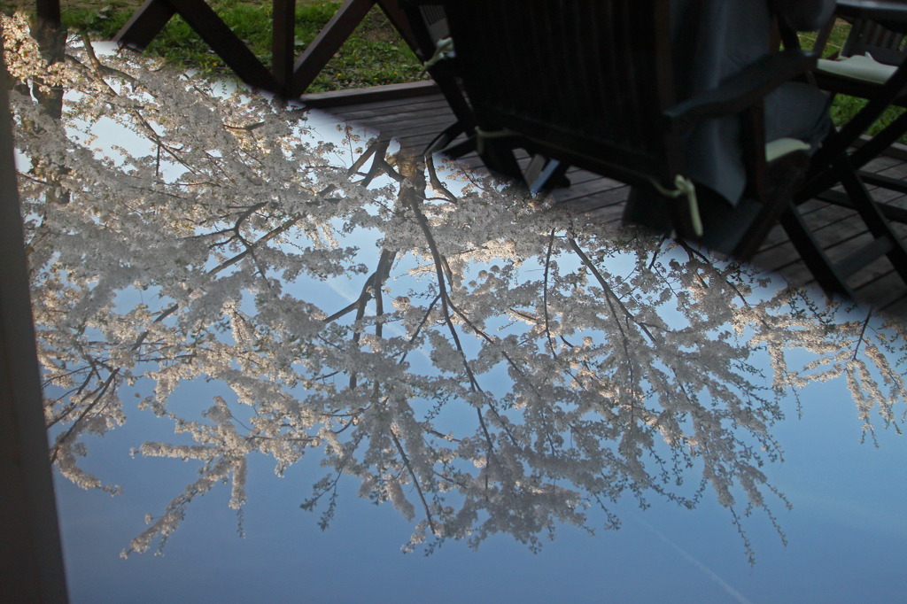 嘘桜