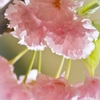 CHERRY BON BON