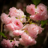 桜しょんぼんぼり
