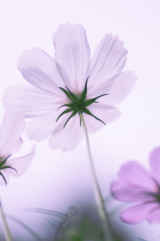 秋の桜