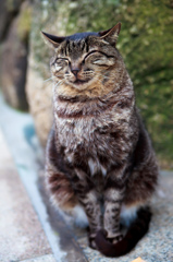 笑う！角には猫来る